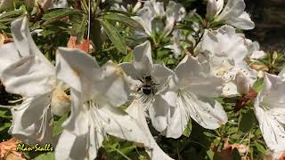 Bee pollinates flowers
Spring sunshine and light wind make it easy for bumble bee to gather pollen from Azaleas. Video slowed down to 10% of realtime.
Meteorologist Alan Sealls
Facebook: AlanSeallsWeather
Twitter: @AlanSealls
Instagram: @AlanSealls
Web: alansealls.com
https://en.wikipedia.org/wiki/Alan_Sealls
More educational science and videos for k-12 and even college level by subscription here http://weatherthings.com/TeacherVideos Bee pollinates flowers