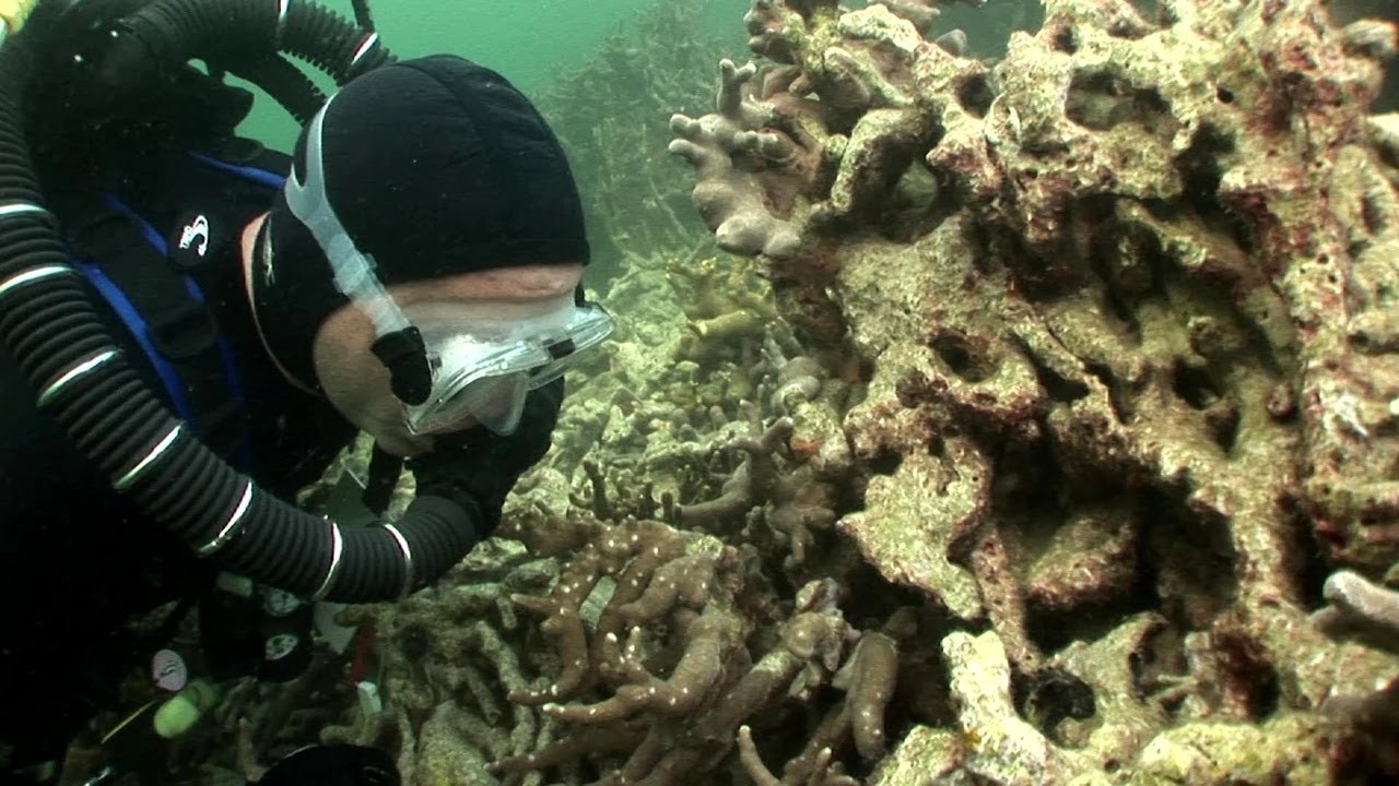 Inside the Aquarium: Diving With Sharks, Rays and Whale Sharks!