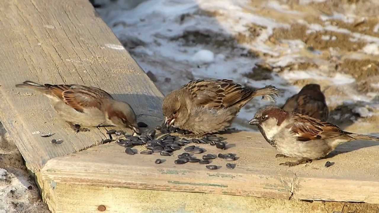 Воробьи и крошка