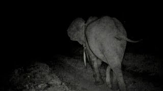 A Male Elephant Walks In The Night, Thinking Of His Next Girlfriend. Un Éléphant Rêve D'une Conquête