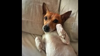 Top 10 Apartment Dogs - Top 10 Dogs For Apartment Living | Top 10 Pets by Aspin 8,026 views 6 years ago 4 minutes, 22 seconds