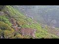 伊吹山の野生動物ライブC2 2026-06-13_12:00〜 / Remote Live Streaming of Wildlife in Mt. Ibuki, Japan