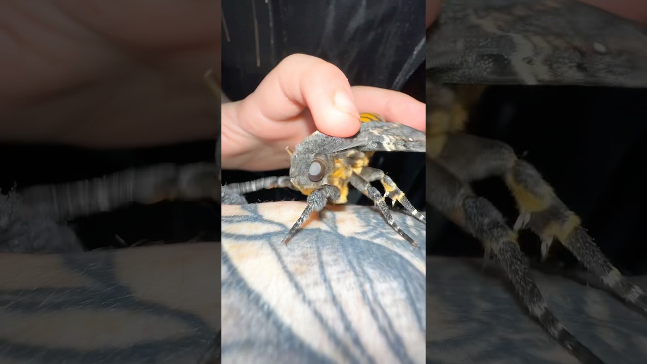 Moths a little cranky! Get him some food 🍯 