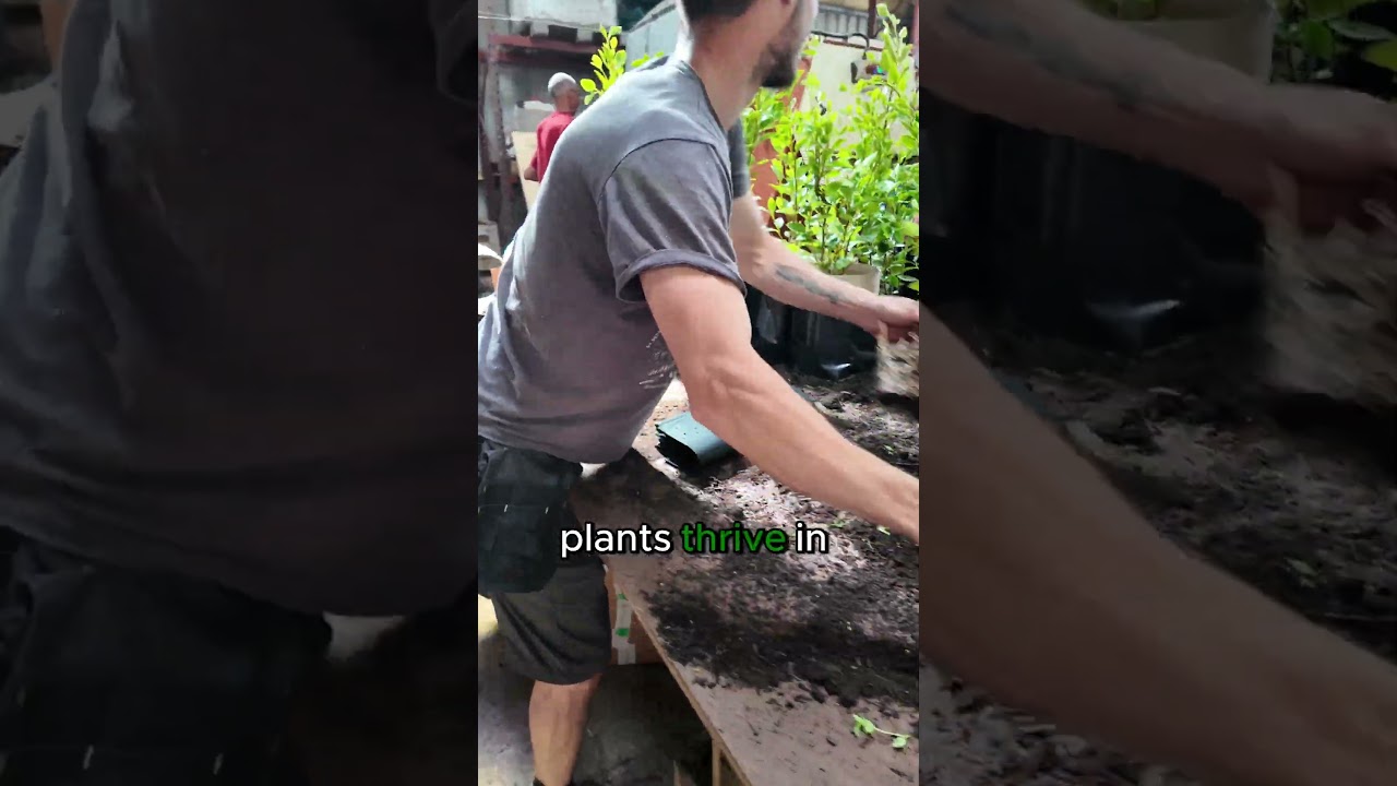 Griselinia Potting on the Nursery  