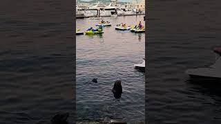 My first time catching the Sea Lions chilling #naturelovers #marina