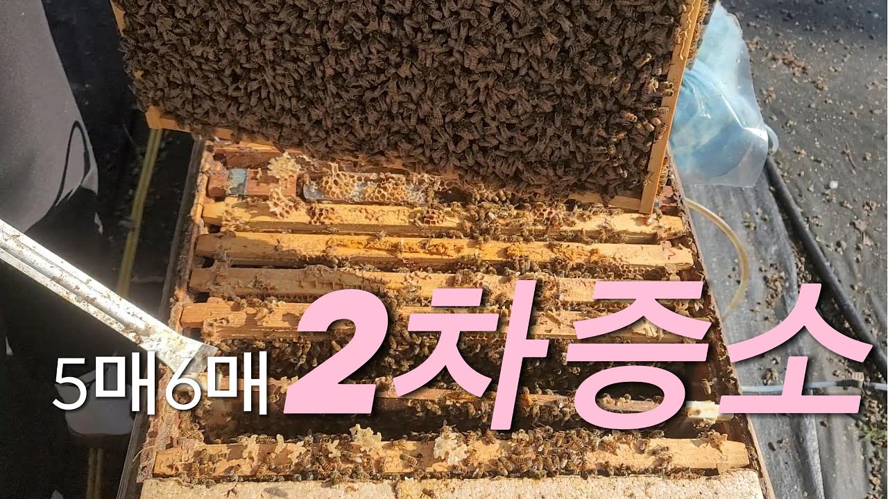25년 3월10일 봄벌 2차 증소 들어갔습니다~!