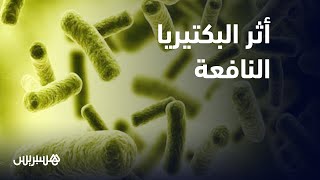 تتغذى على الحبوب الكاملة والخضر.. البكتيريا النافعة تأثر على التوازن الصحي للجسم