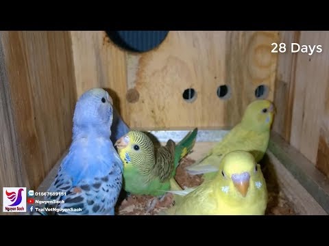 Video: Làm Thế Nào để Có được Một Budgerigar