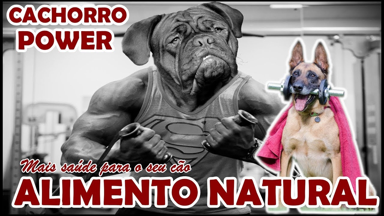 Comida natural para cachorro de qualquer raça ficar saudável e feliz schutzhund commands
