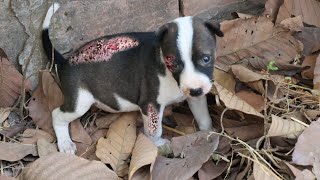 Rescue homeless puppy was so hungry and no home to live on the street, feeding adorable puppy