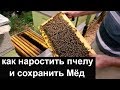 Пасека #63 Погоня за двумя зайцами или как нарастить пчелу и сохранить Мёд  Пасека.Пчеловодство