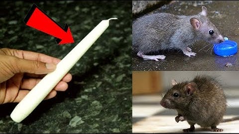 MAGIC CANDLE | Get Rid of Rats Within 5 minutes | Home Remedy | Magic Ingredient | Mr. Maker