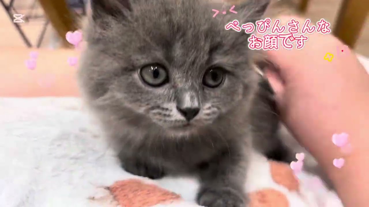 ブリティッシュロングヘア 】おとぎ話のモデル猫！珍しいロングヘア