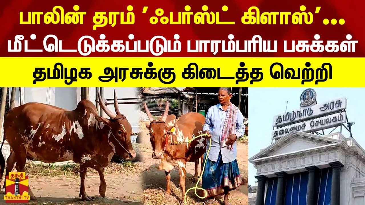 பாலின் தரம் 'ஃபர்ஸ்ட் கிளாஸ்'..மீட்டெடுக்கப்படும் பாரம்பரிய பசுக்கள்...தமிழக அரசுக்கு கிடைத்த வெற்றி