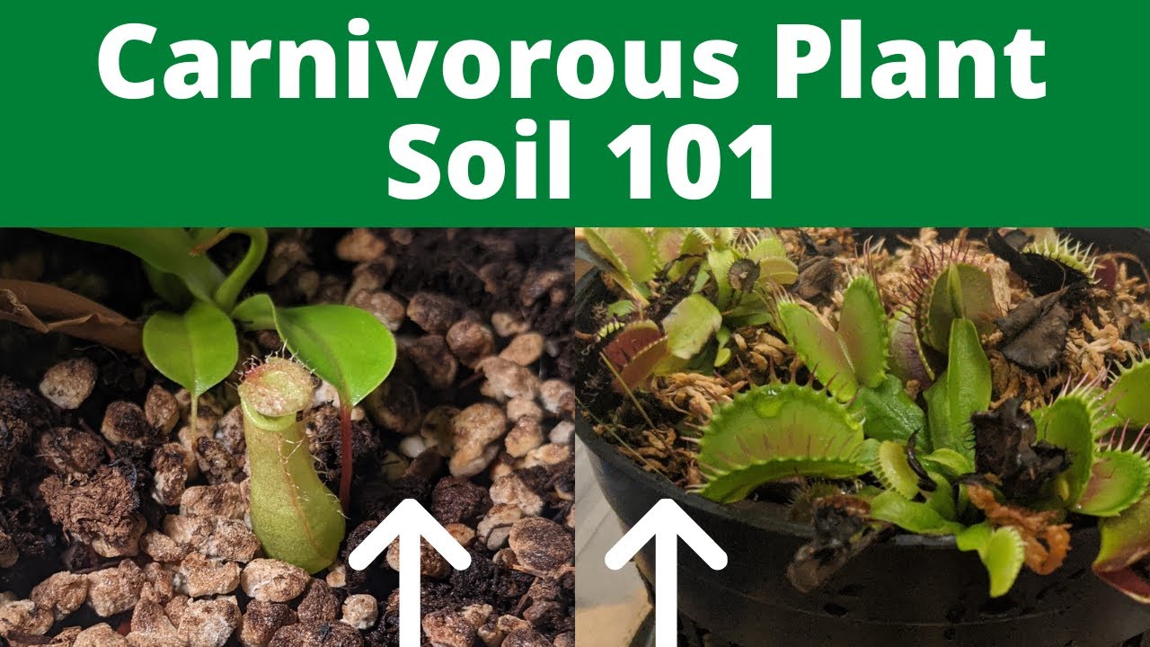 svag Tage af Bliv oppe How to Make Carnivorous Plant Soil (Easy Guide with Recipes) - YouTube