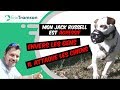 (# 14 des tendances) Mon chien Jack Russel est agressif envers les gens/ Il attaque les chiens