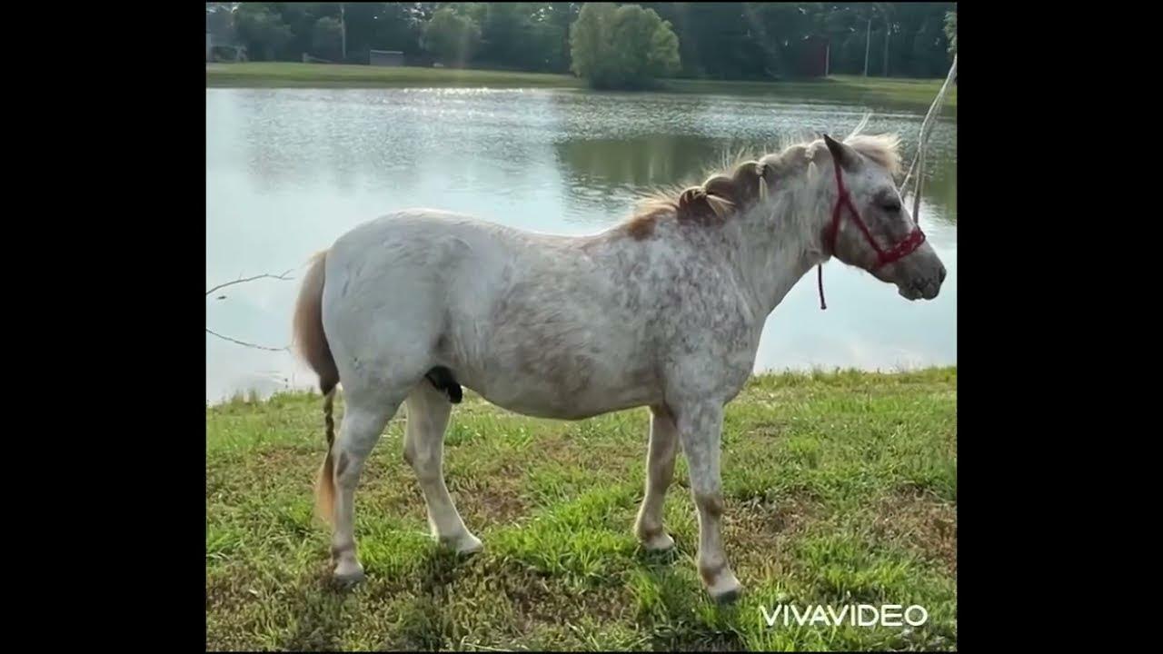 Mini Kids Pony For Sale YouTube