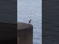 한강공원 새 (왜가리?) - Grey Heron in Hangang Park?