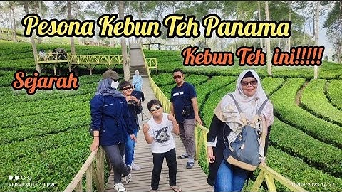 Pesona Panama Kebun Teh | Sejarah Kebun Teh Panama Wonosobo | kebun teh tambi Wonosobo