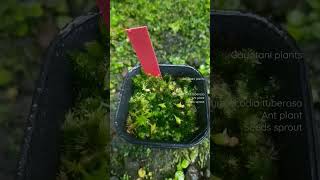 Myrmecodia tuberosa, seeds sprouts, semai biji tanaman sarang semut #gardening #tanamanhias #shorts