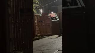 Curious Bear's Dumpster Exploration