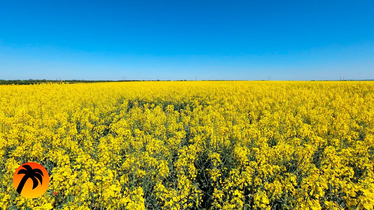 ASMR - Blooming Field Walk and Nature Sounds with Presence Effect