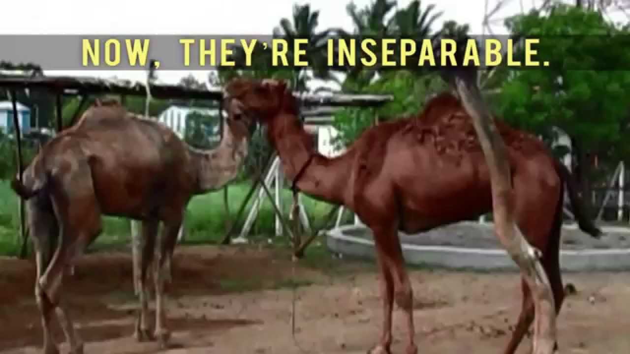 Rescued Camels Discover That They're Soul Mates YouTube