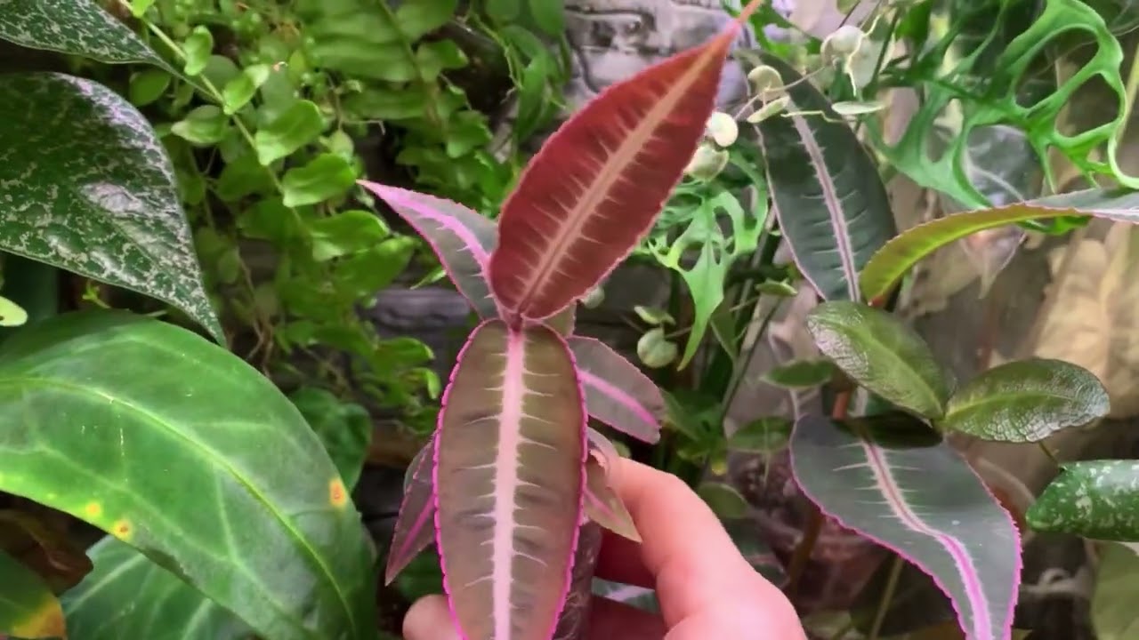 💞🌺Цветочные хлопоты 🌺март 2026💞🫶