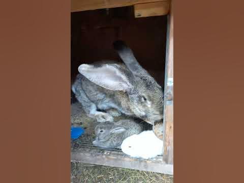 бельгийский великан - YouTube