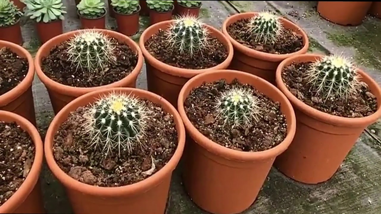 مشاتل البستان ب #الحزم ب #الخرج 2018 تغطية خاصة