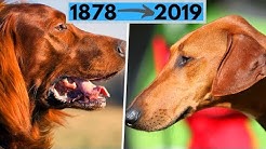 All AKC Dog Breeds by Year Recognized (from 1878 to 2019)