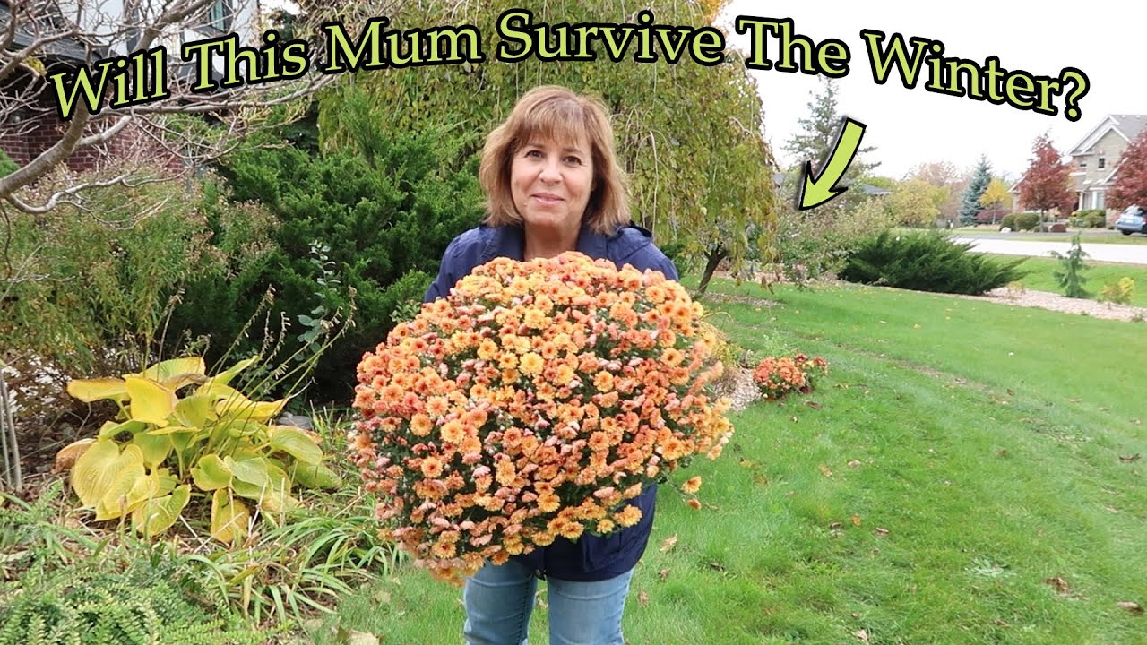 Planting Hardy Chrysanthemums Will They Come Back Next Year? YouTube