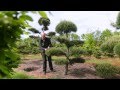 Leibomen, bonsai, vormbomen en tuinbonsai