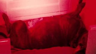 All Prepared To Give Birth Staffordshire Bull Terrier