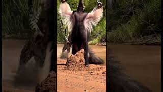 Giant Anteater Vs Jaguar Defensive Clash On A Pant Riverbank