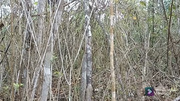 ตํ่ไก่ป่าเข้าดีสุด2 dib qaib tuaj zoo tiag li25 กุมภาพันธ์ ค.ศ. 2022