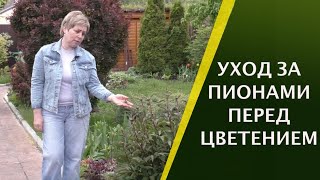 СДЕЛАЙТЕ ЭТО ДЛЯ ПЫШНОГО ЦВЕТЕНИЯ ПИОНА!