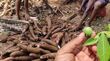 Cassava information - The Growth and Harvesting of Cassava – From Planting to Tapioca