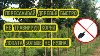 Как пересадить дерево быстро без повреждения корней! Лайфхак от Семёна!