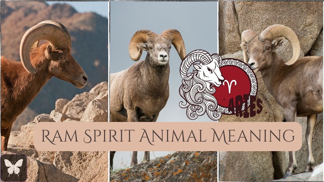 Ram Spirit Animal Symbol & Meaning