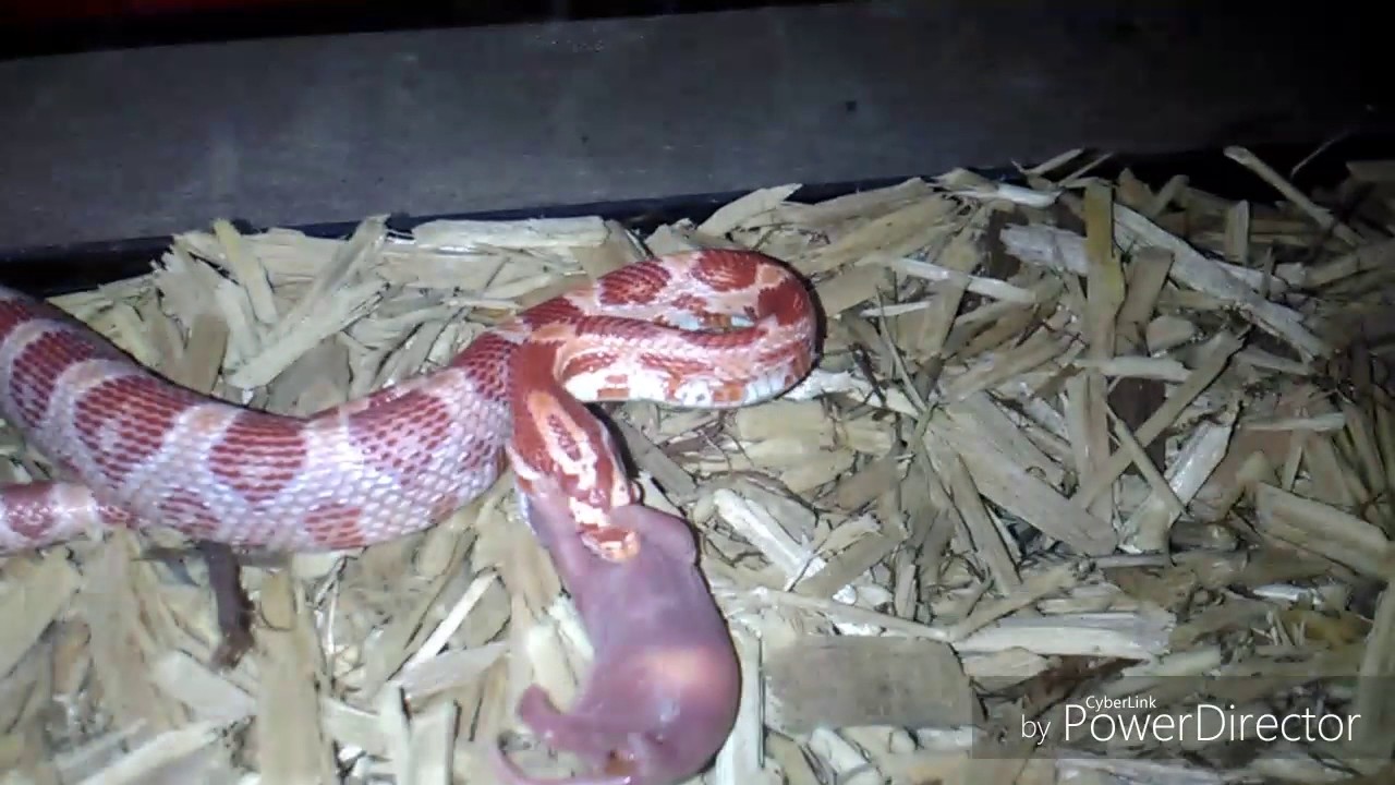 camera iphone 8 plus apk Snake feed