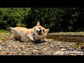 自由気ままなコーギー / free-spirited corgi