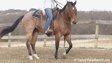 Mrsanpeppys Blutripp - jog, stops, turns! - ValleyViewRanch.net