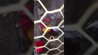 TRABA HERMANO BURGOS