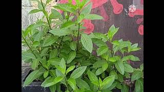 Sihijau Sambung Nyawa Yang Berkasiat