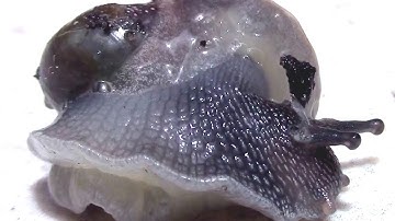 A Snail Without a Shell