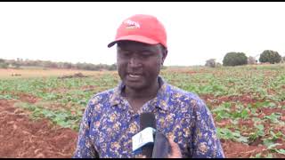 Kilimo  Cha butternuts