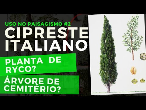 Vídeo: Pinheiros Ponderosa - Informações sobre o cultivo de pinheiros Ponderosa