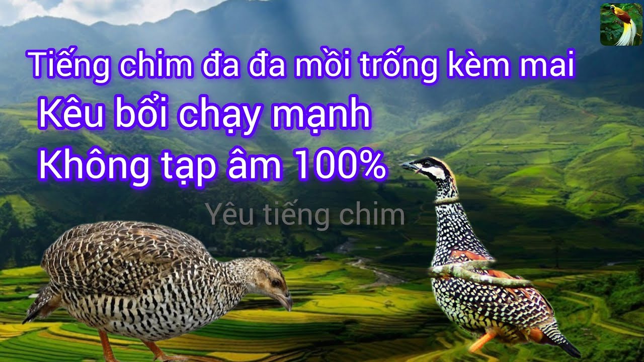 Tiếng chim đa đa mồi trống kèm mái kêu bổi chạy mạnh mới nhất 2025