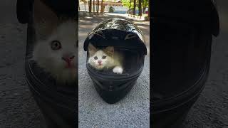 Do you understand kitty? #bikerboy #bikersboyz #motorcycle #biker #bikelife #cat #cats #shorts